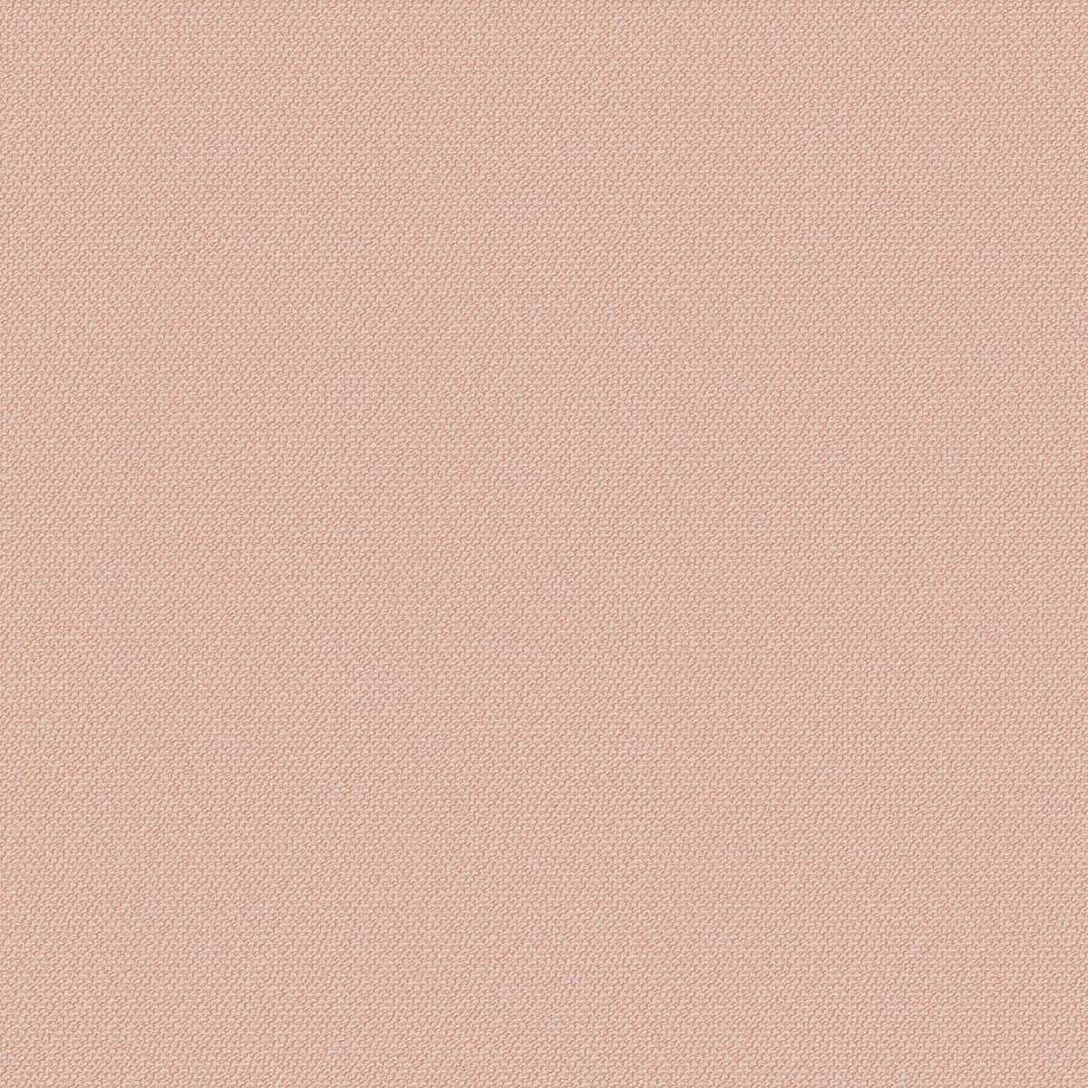 Carnation