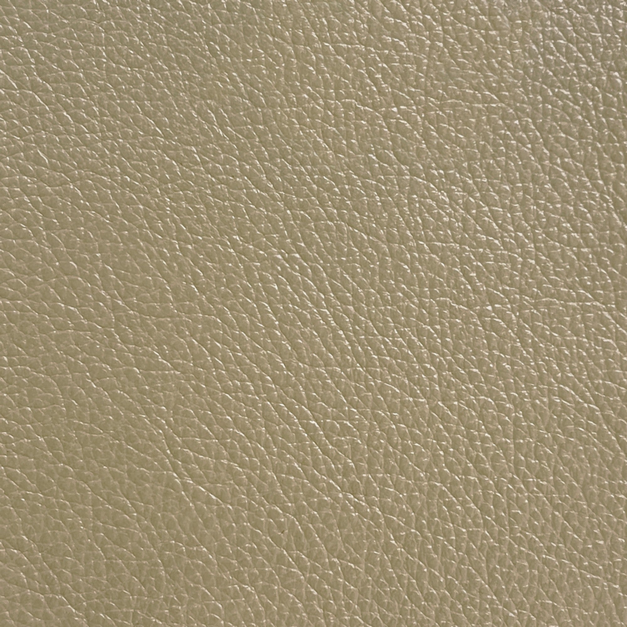 Antelope